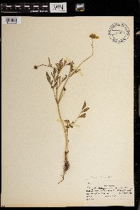 Image of Coreopsis basalis
