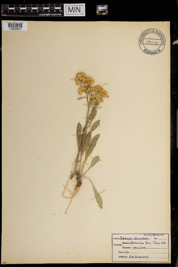 Solidago simplex subsp. simplex var. nana image