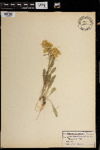 Solidago simplex image