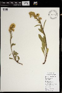 Solidago missouriensis image