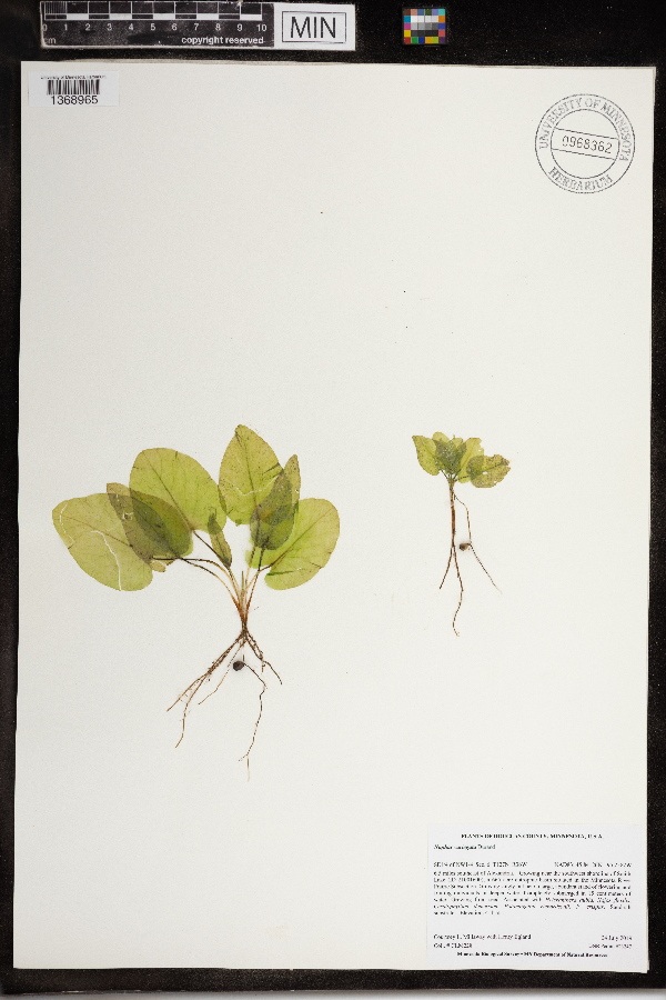Nymphaeaceae image