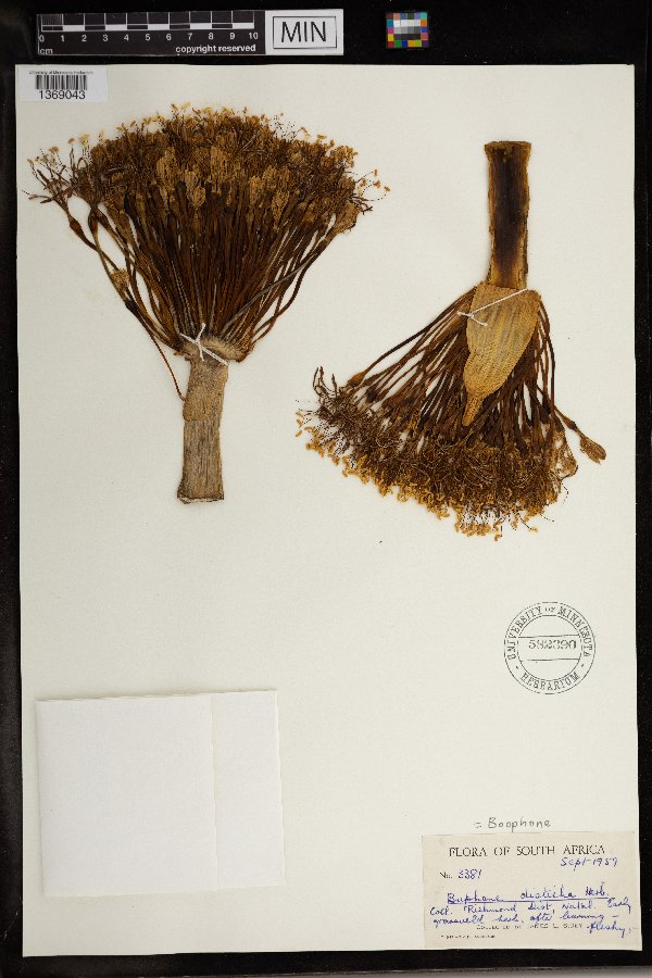 Amaryllidaceae image