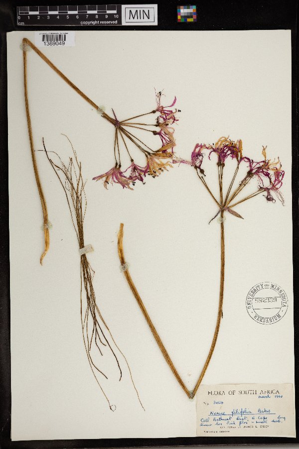 Nerine filifolia image