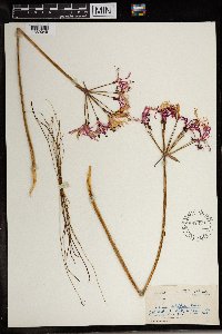 Image of Nerine filifolia