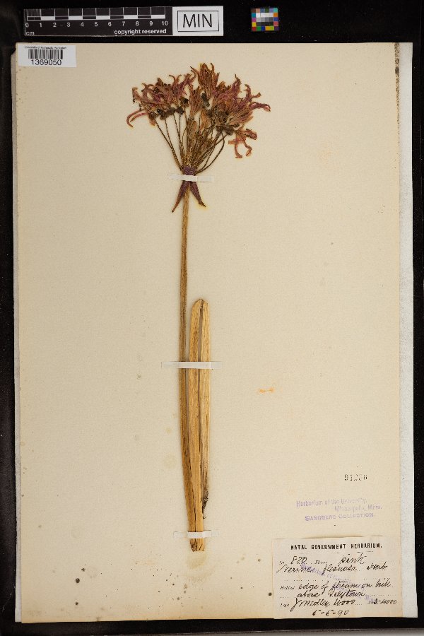 Nerine undulata image