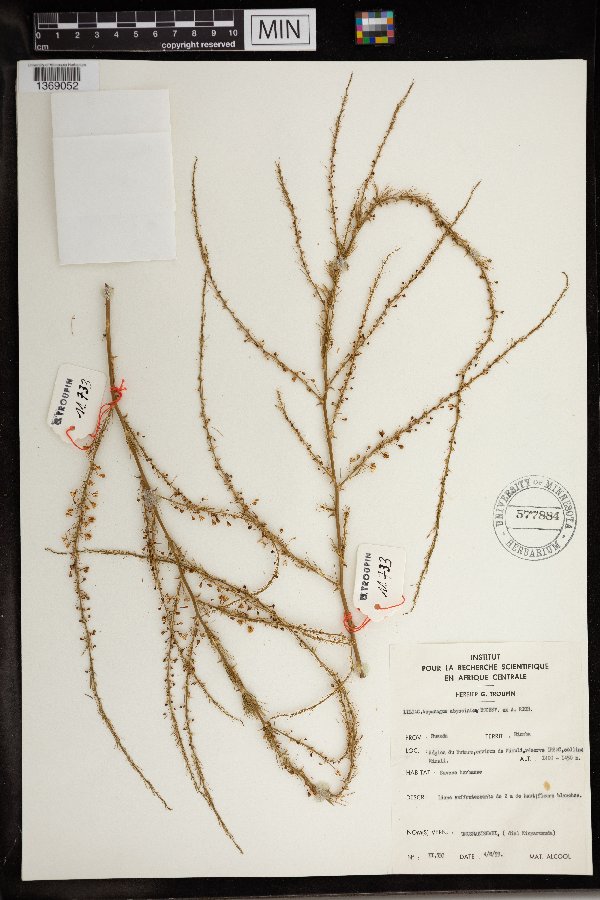 Asparagus flagellaris image