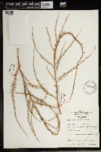 Asparagus flagellaris image