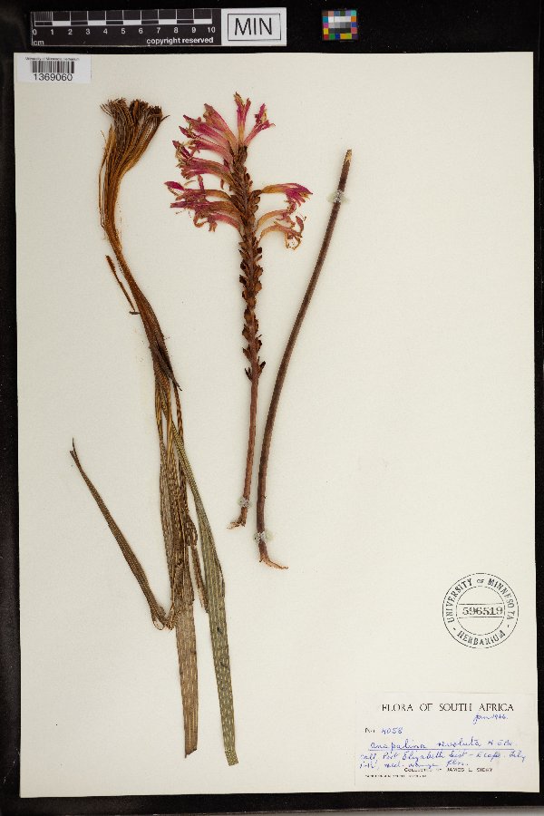 Tritoniopsis revoluta image