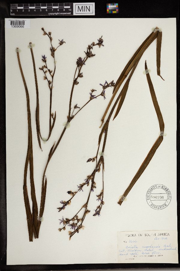 Aristea angolensis image