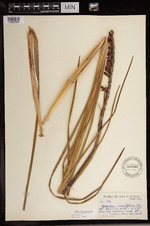 Gladiolus crassifolius image