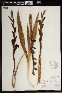 Image of Gladiolus ecklonii