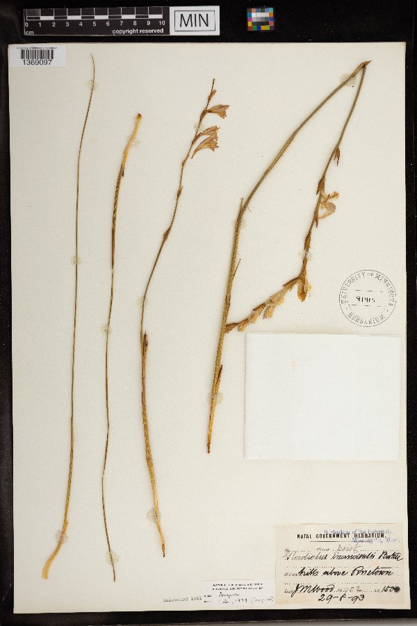 Gladiolus inandensis image