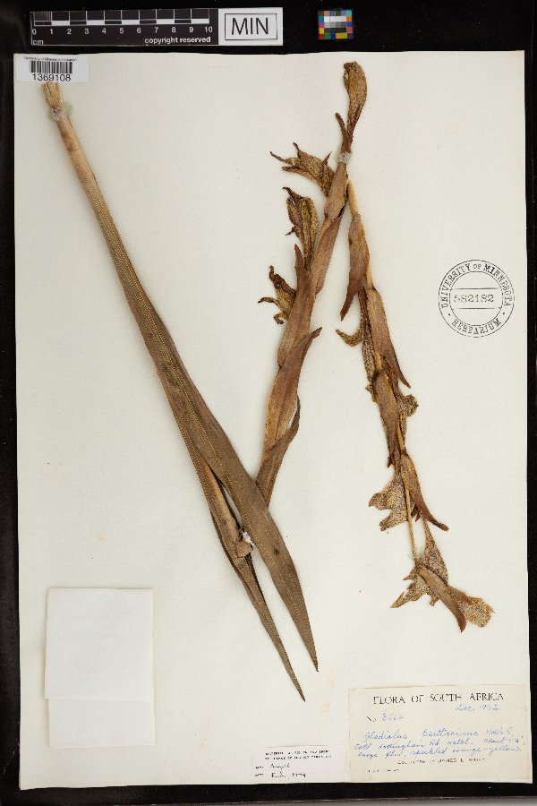 Gladiolus dalenii subsp. dalenii image
