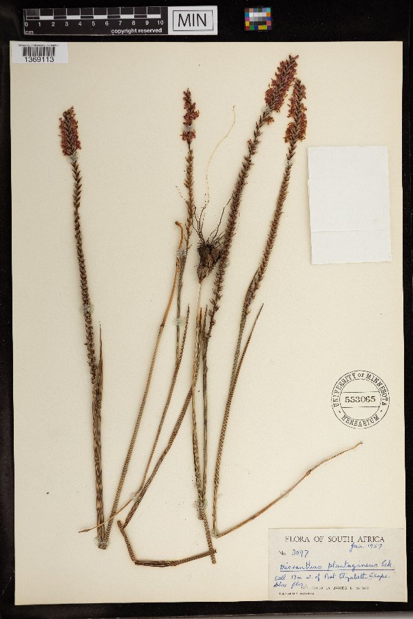 Micranthus plantagineus image
