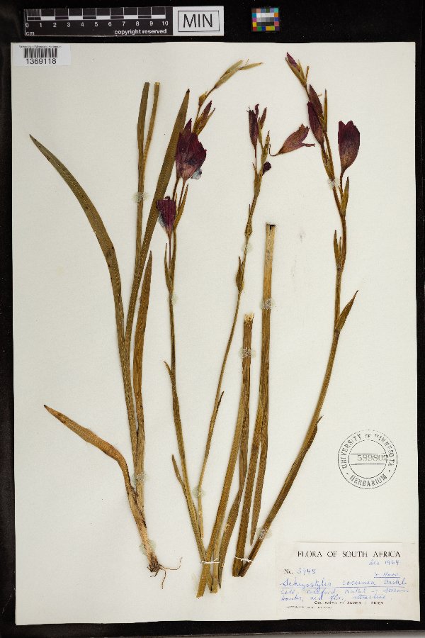 Schizostylis image