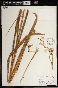 Tritonia gladiolaris image