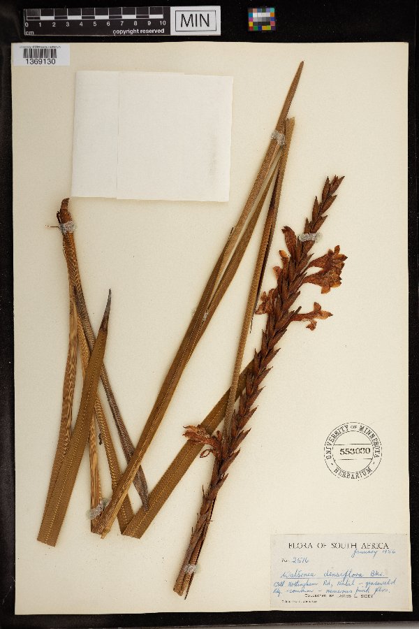 Watsonia densiflora image