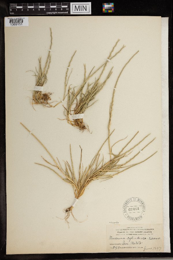 Hainardia cylindrica image