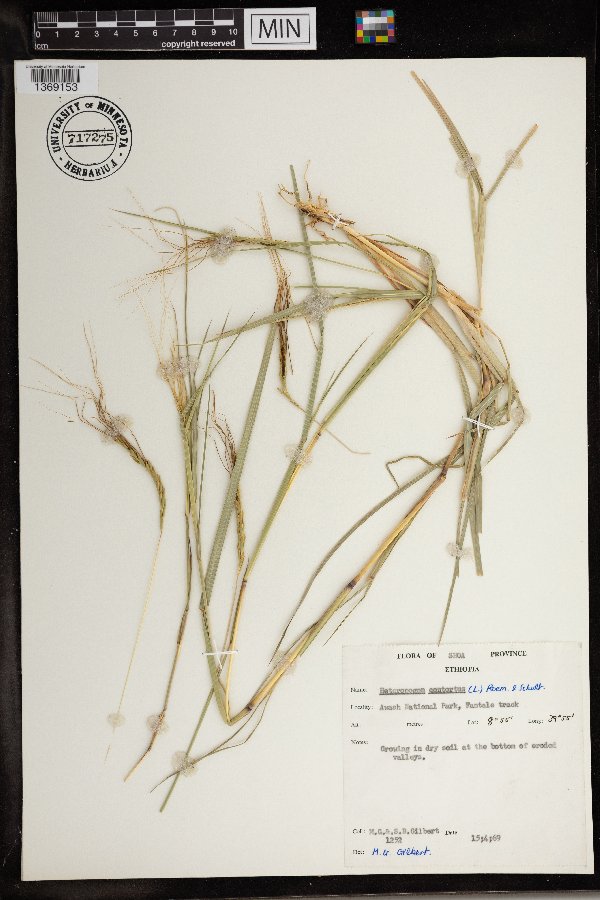 Heteropogon contortus image