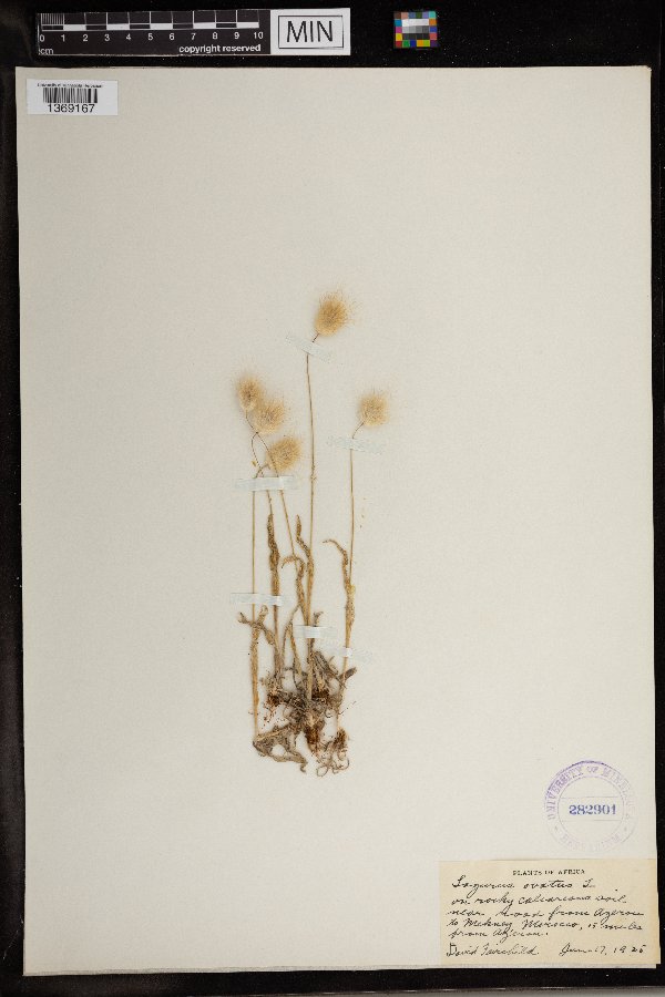 Lagurus ovatus image