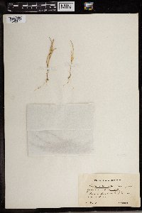 Schoenoplectiella articulata image