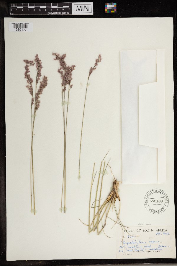 Melinis repens image