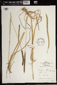 Image of Setaria sphacelata
