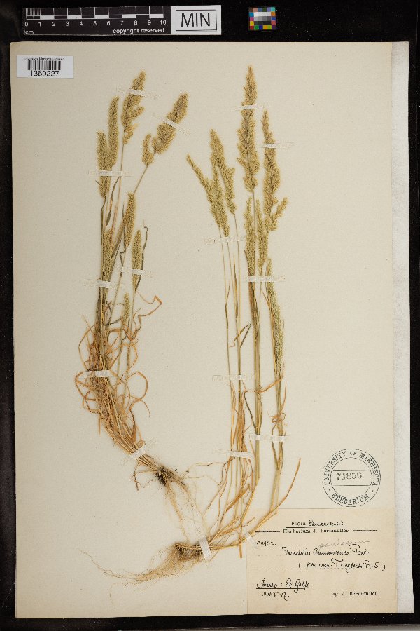 Trisetaria panicea image