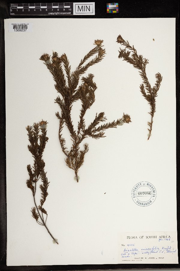 Diastella proteoides image