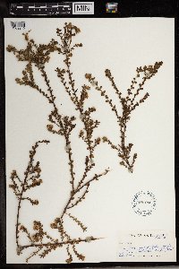 Diastella serpyllifolia image
