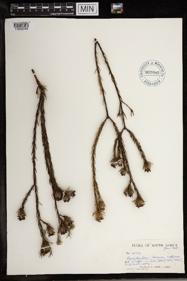 Leucadendron conicum image