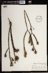 Image of Leucadendron conicum