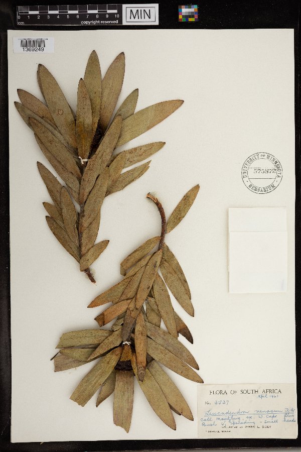 Leucadendron venosum image