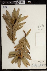 Image of Leucadendron venosum