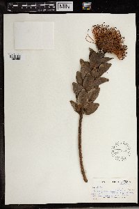 Image of Leucospermum catherinae