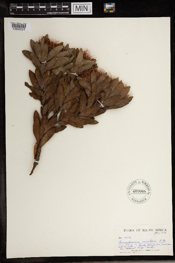 Leucospermum crinatum image