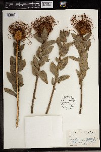 Image of Leucospermum nutans