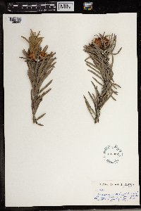 Image of Leucospermum parile