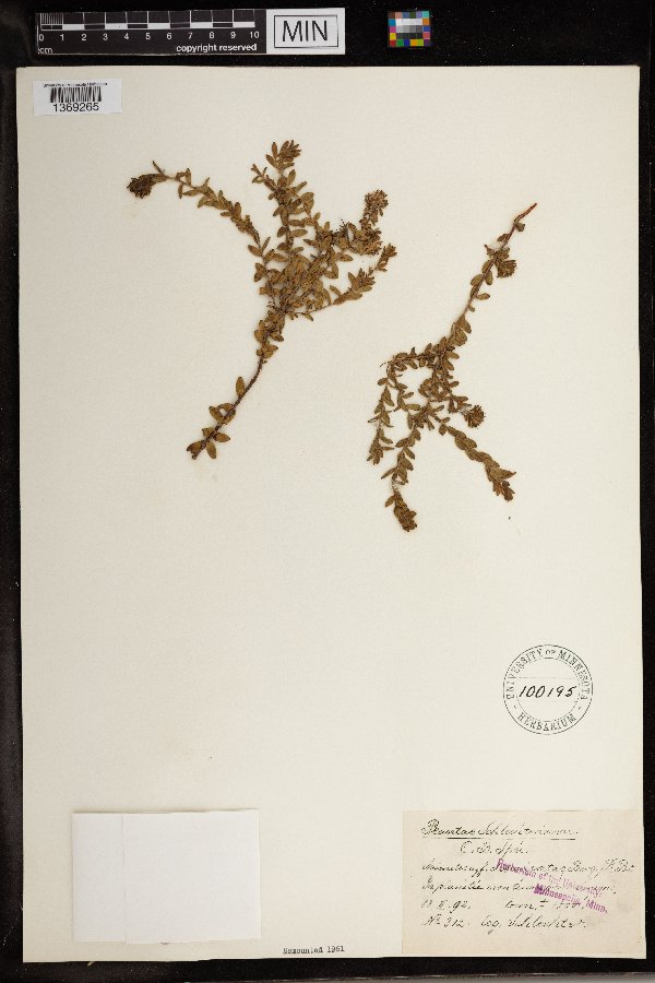 Diastella divaricata subsp. divaricata image