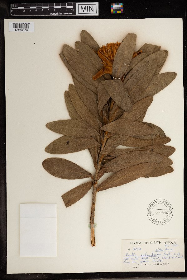 Protea welwitschii image