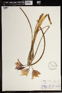 Image of Crinum campanulatum