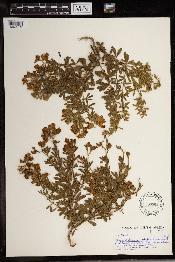 Argyrolobium polyphyllum image