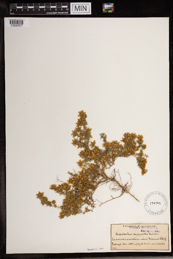 Aspalathus argyrella image