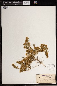 Image of Aspalathus argyrella