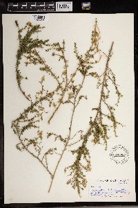 Image of Aspalathus biflora