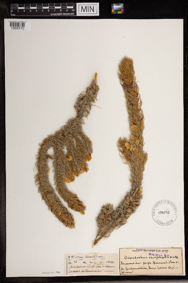 Aspalathus eriophylla image
