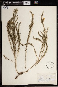 Aspalathus laricifolia image