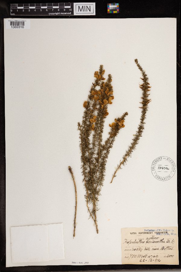 Aspalathus laricifolia subsp. laricifolia image