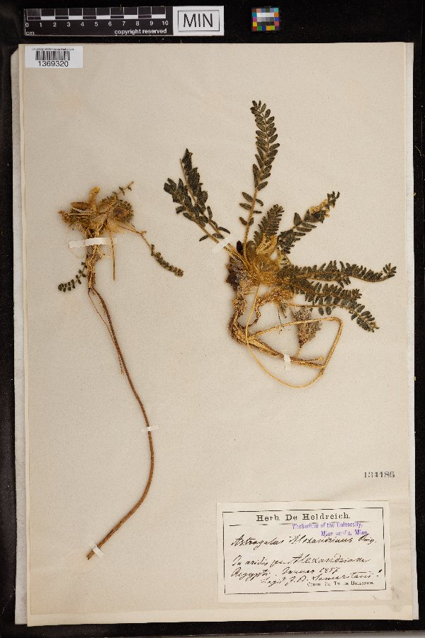Astragalus alexandrinus image
