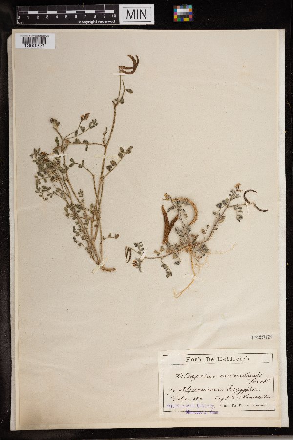 Astragalus annularis image